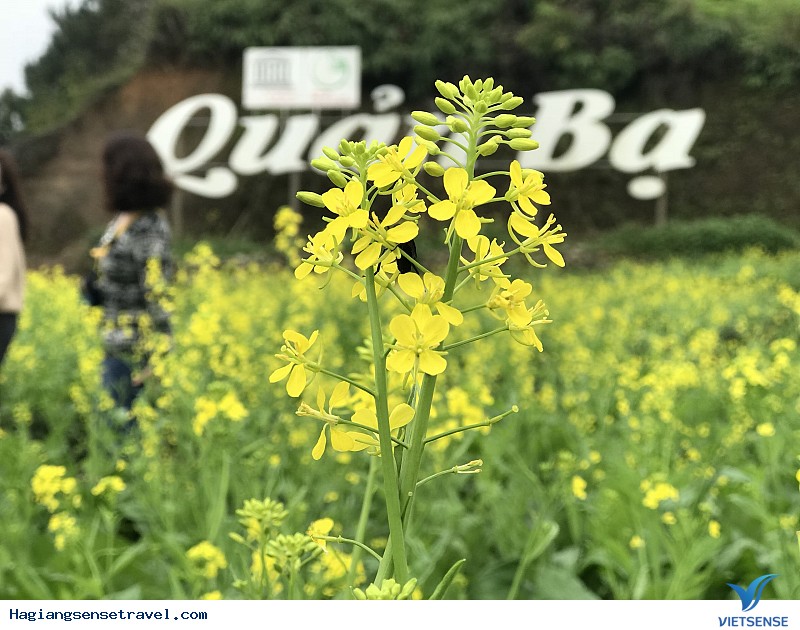 Hình Ảnh Đoàn Của Công Ty CP Synnex FPT Du Xuân Hà Giang Ngày 15-17/2 - Ảnh 9