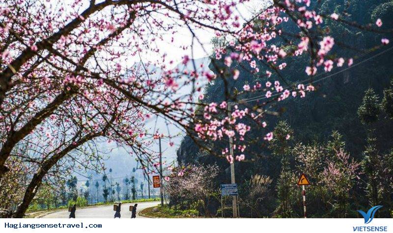 Hoa Đào Hà Giang Nở Khi Nào - Ảnh 1