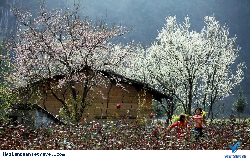 Hoa Đào Hà Giang Nở Khi Nào - Ảnh 3