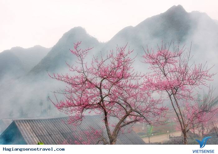 Hoa Đào Hà Giang Nở Khi Nào - Ảnh 2