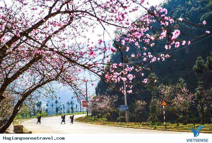 Khám Phá Tập Tục Tết Sớm Của Đồng Bào Dân Tộc Ở Hà Giang - Ảnh 1 Khám Phá Tập Tục Tết Sớm Của Đồng Bào Dân Tộc Ở Hà Giang - Ảnh 1