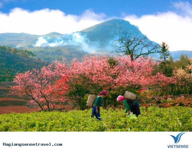 Kinh Nghiệm Săn Hoa Đào Mùa Xuân Ở Hà Giang - Ảnh 1