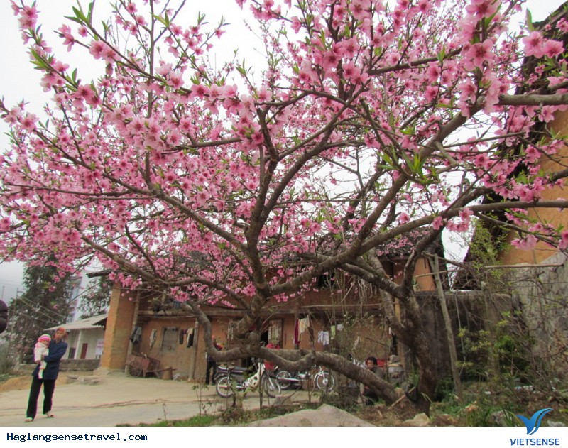 Kinh Nghiệm Săn Hoa Đào Mùa Xuân Ở Hà Giang - Ảnh 3