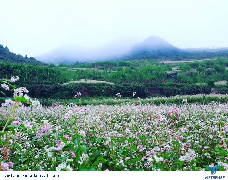 Miền Đá Hà Giang Chào Đón khách thăm quan Đến Với Mùa Hoa Tam Giác Mạch - Ảnh 1 Miền Đá Hà Giang Chào Đón khách thăm quan Đến Với Mùa Hoa Tam Giác Mạch - Ảnh 1