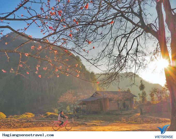 Ngắm Nhìn Hoa Đào, Hoa Mận Nở Muộn Nơi Núi Đá Hà Giang - Ảnh 1