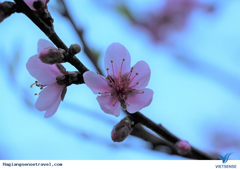 Ngỡ Ngàng Ngắm Đá Nở Hoa Khi Về Hà Giang Mùa Xuân Này - Ảnh 5