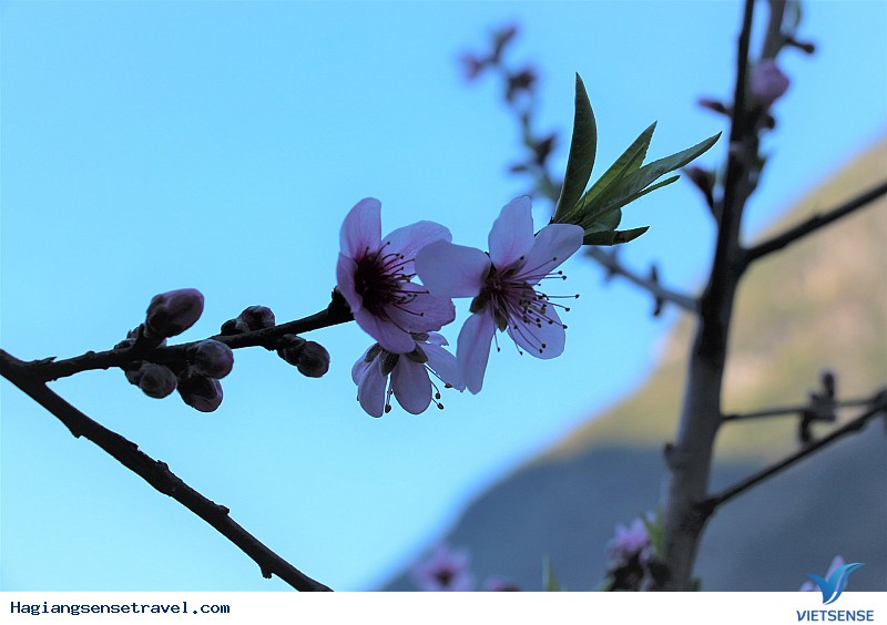 Ngỡ Ngàng Ngắm Đá Nở Hoa Khi Về Hà Giang Mùa Xuân Này - Ảnh 8