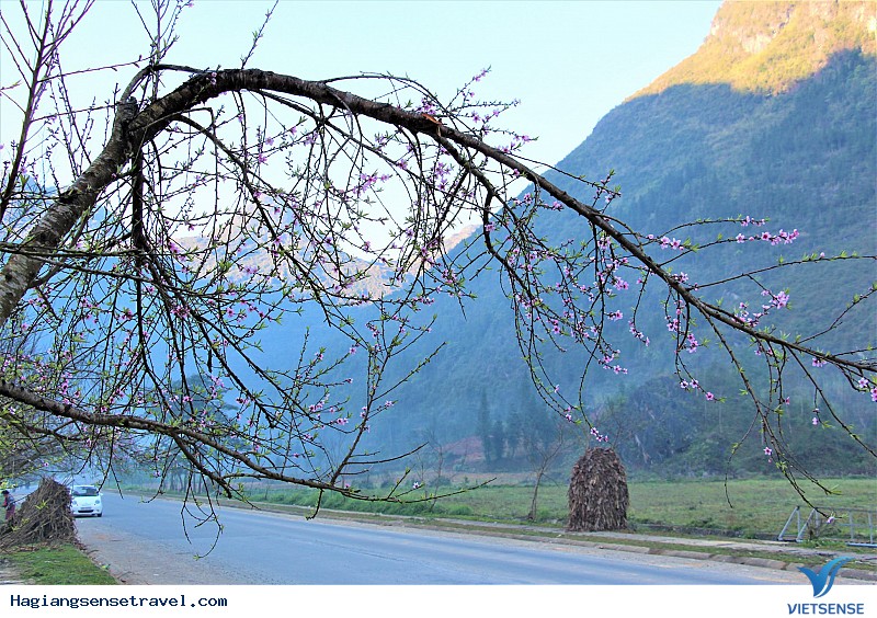 Ngỡ Ngàng Ngắm Đá Nở Hoa Khi Về Hà Giang Mùa Xuân Này - Ảnh 1