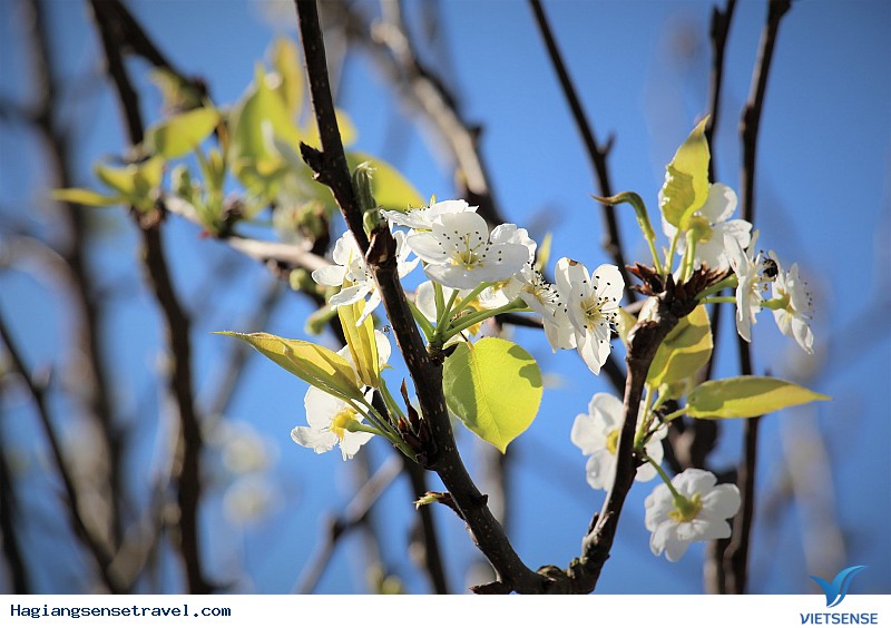 Ngỡ Ngàng Ngắm Đá Nở Hoa Khi Về Hà Giang Mùa Xuân Này - Ảnh 4