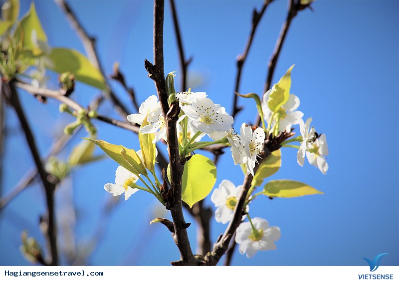 Ngỡ Ngàng Ngắm Đá Nở Hoa Khi Về Hà Giang Mùa Xuân Này - Ảnh 6