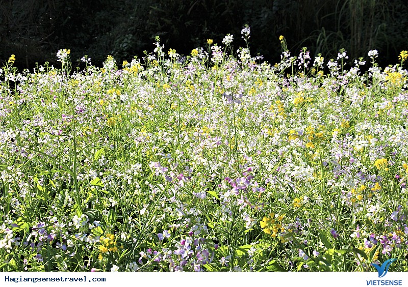 Ngỡ Ngàng Ngắm Đá Nở Hoa Khi Về Hà Giang Mùa Xuân Này - Ảnh 7