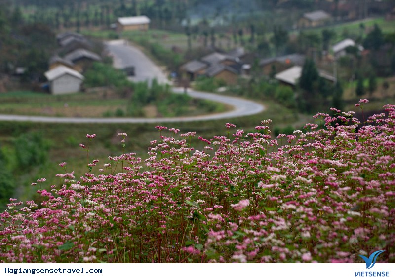 Những Điểm Đến Ngắm Hoa Tam Giác Mạch Đẹp Bậc Nhất Hà Giang - Ảnh 2