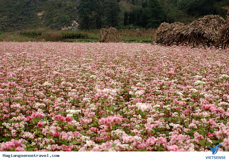 Những Điểm Đến Ngắm Hoa Tam Giác Mạch Đẹp Bậc Nhất Hà Giang - Ảnh 3