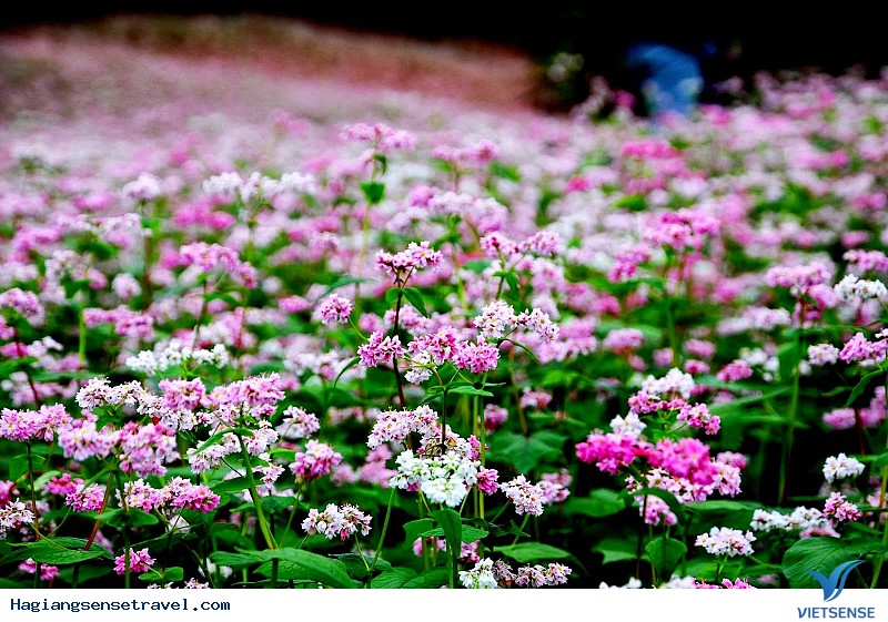 Hoa tam giác mạch có ở đâu?