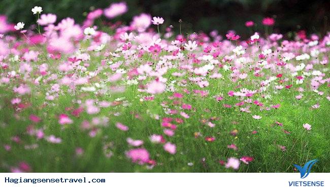 Rủ Nhau Lên Ba Bể Thả Mình Giữa Không Gian Ngập Tràn Sắc Hoa - Ảnh 4 Rủ Nhau Lên Ba Bể Thả Mình Giữa Không Gian Ngập Tràn Sắc Hoa - Ảnh 4