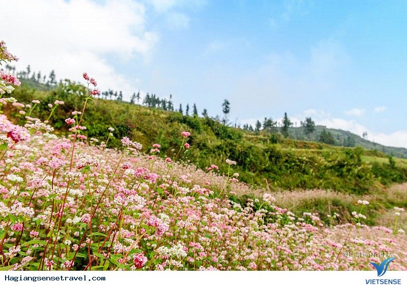 Thiên Đường Hoa Tam Giác Mạch Nơi Mảnh Đất Hà Giang - Ảnh 3