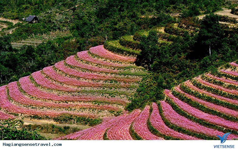 Thiên Đường Hoa Tam Giác Mạch Nơi Mảnh Đất Hà Giang - Ảnh 1