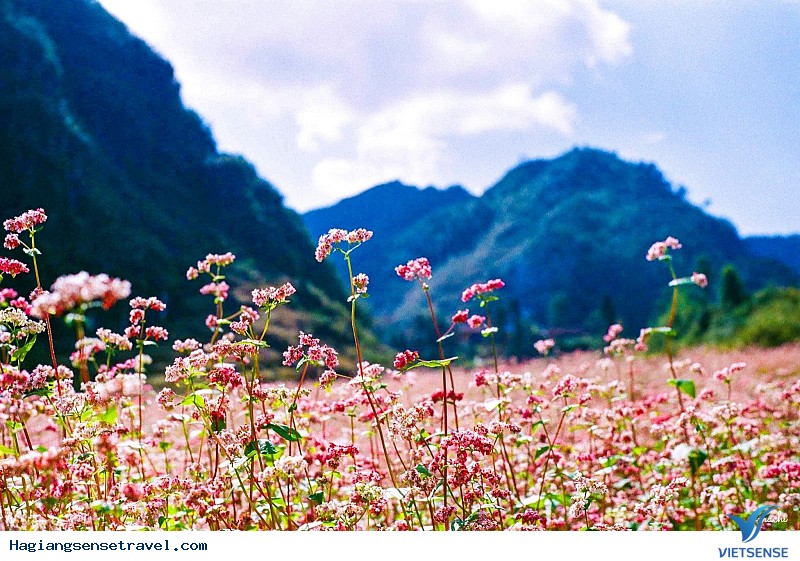 Thời điểm nào là lí tưởng nhất để khám phá Hà Giang?