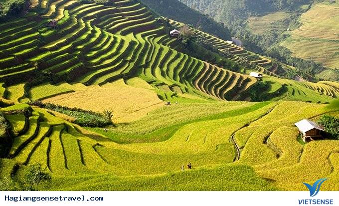 Tuần Lễ Văn Hóa Tôn Vinh Ruộng Bậc Thang Hoàng Su Phì - Ảnh 4