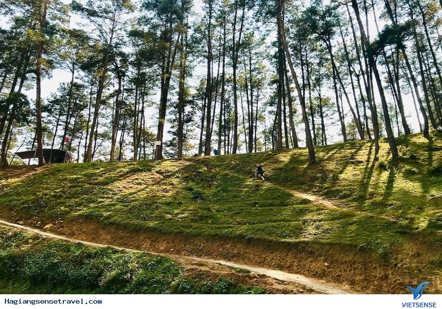 Rừng thông Yên Minh Rừng thông Yên Minh