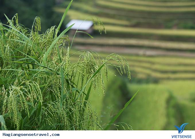 6 Công Đoạn Làm Cốm Của Người La Chí Ở Hà Giang - Ảnh 2