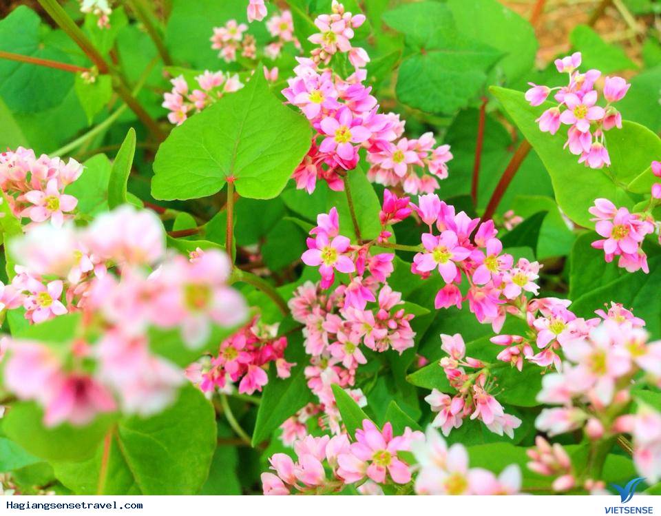 Cả Một Mùa Hoa Gói Gọn Trong Chiếc Bánh Nơi Phiên Chợ Vùng Cao - Ảnh 2