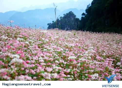 Các Điểm thăm quan Hà Giang Hấp Dẫn ( P4 ) - Ảnh 9