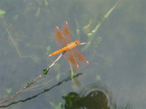 Hồ Noong - Ảnh 8 Hồ Noong - Ảnh 8