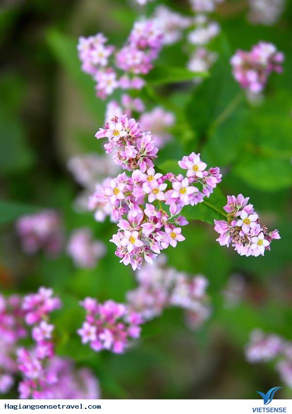 Cẩm Nang Hành Trình Ngắm Tam Giác Mạch - Ảnh 4