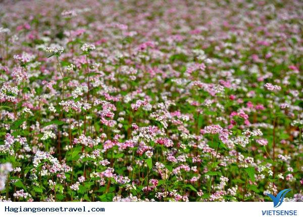 Cẩm Nang Hành Trình Ngắm Tam Giác Mạch - Ảnh 2