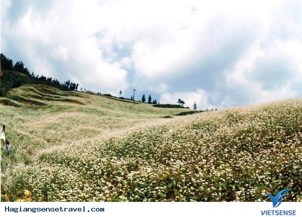 Điểm ngắm hoa - Ảnh 1