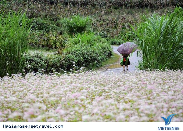 Điểm ngắm hoa - Ảnh 2
