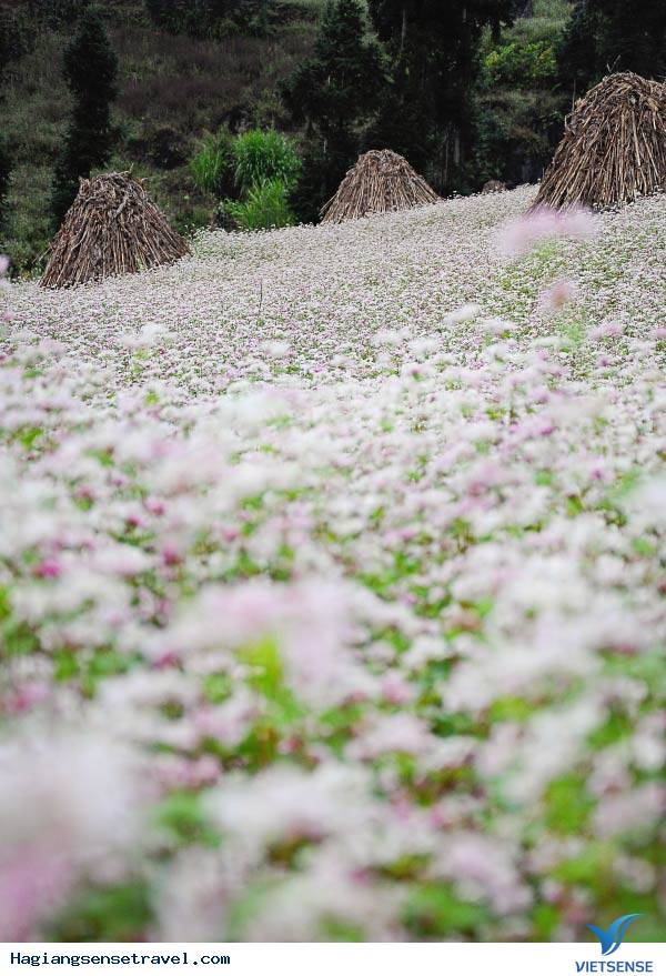 Điểm ngắm hoa - Ảnh 3