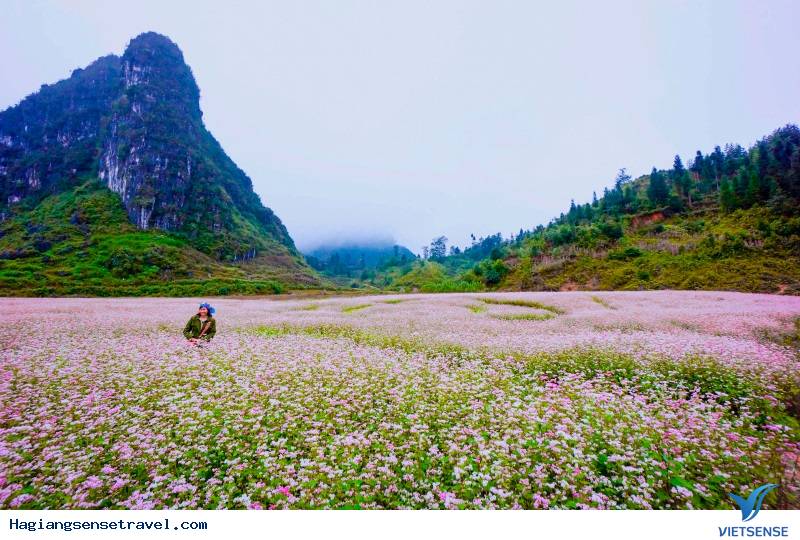 Cận Cảnh Mùa Hoa Tam Giác Mạch - Hà Giang 2025 - Ảnh 3 Cận Cảnh Mùa Hoa Tam Giác Mạch - Hà Giang 2025 - Ảnh 3