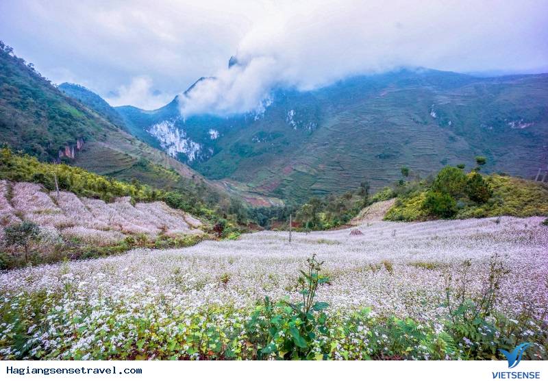 Cận Cảnh Mùa Hoa Tam Giác Mạch - Hà Giang 2025 - Ảnh 2 Cận Cảnh Mùa Hoa Tam Giác Mạch - Hà Giang 2025 - Ảnh 2