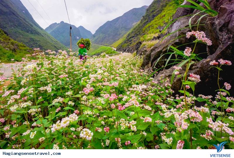 Cận Cảnh Mùa Hoa Tam Giác Mạch - Hà Giang 2025 - Ảnh 5 Cận Cảnh Mùa Hoa Tam Giác Mạch - Hà Giang 2025 - Ảnh 5