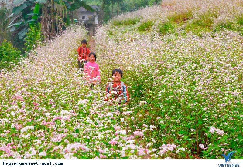 Cận Cảnh Mùa Hoa Tam Giác Mạch - Hà Giang 2025 - Ảnh 4 Cận Cảnh Mùa Hoa Tam Giác Mạch - Hà Giang 2025 - Ảnh 4