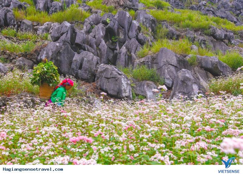 Cận Cảnh Mùa Hoa Tam Giác Mạch - Hà Giang 2025 - Ảnh 6 Cận Cảnh Mùa Hoa Tam Giác Mạch - Hà Giang 2025 - Ảnh 6