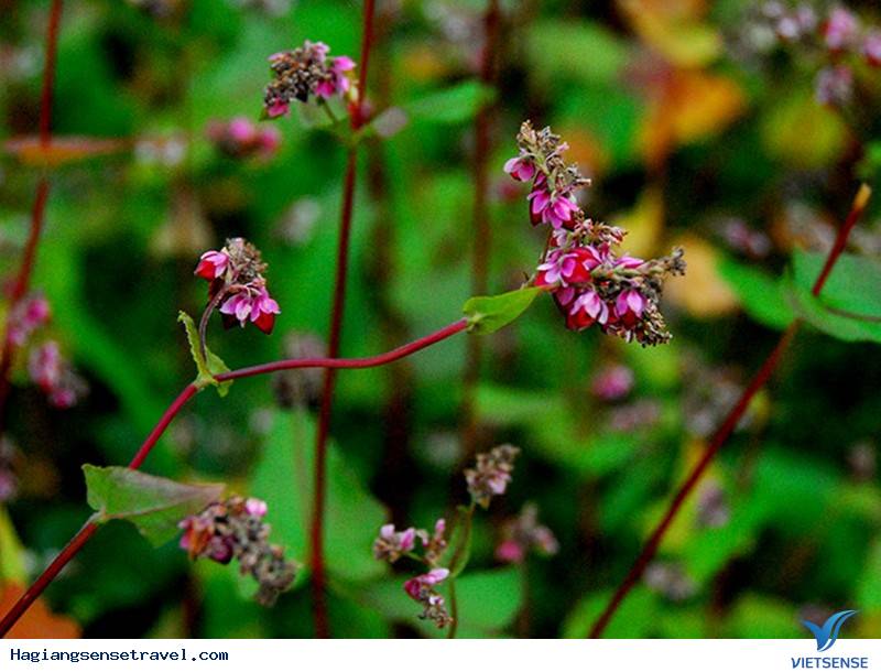Cận Cảnh Thị Trấn Đồng Văn Vào Mùa Đẹp Nhất Trong Năm - Ảnh 8