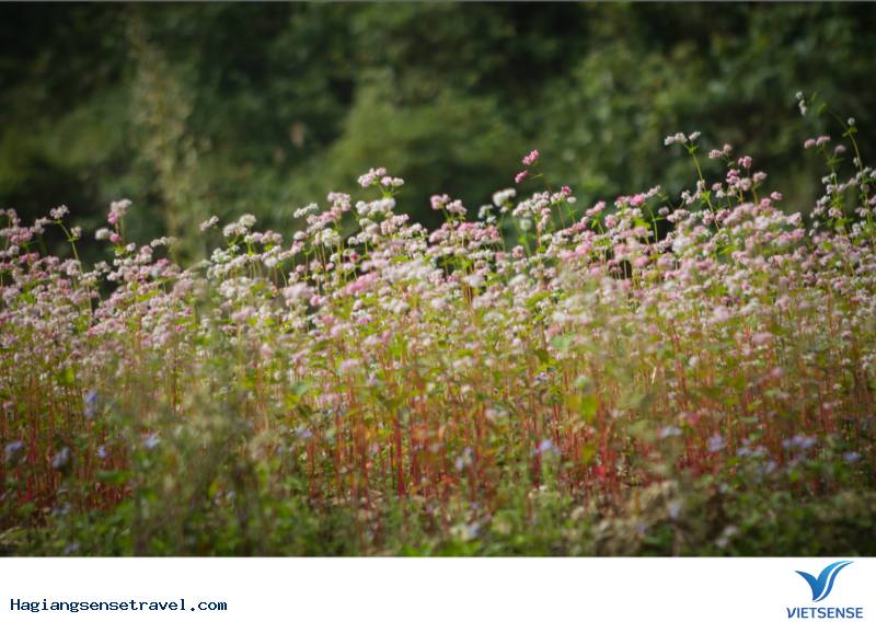 Cảnh đẹp Tam Giác Mạch - Hà Giang 2018 - Ảnh 3 Cảnh đẹp Tam Giác Mạch - Hà Giang 2018 - Ảnh 3