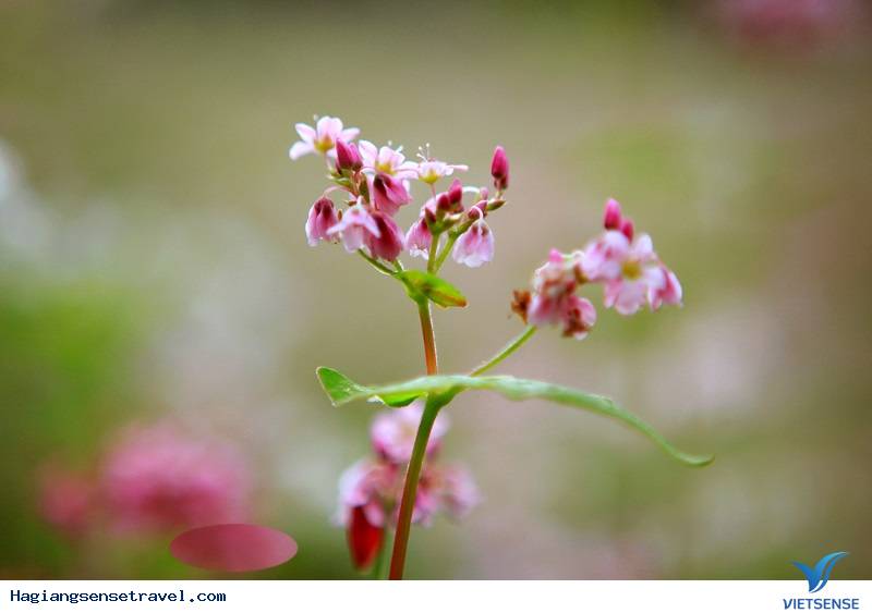 Cảnh đẹp Tam Giác Mạch - Hà Giang 2018 - Ảnh 6 Cảnh đẹp Tam Giác Mạch - Hà Giang 2018 - Ảnh 6