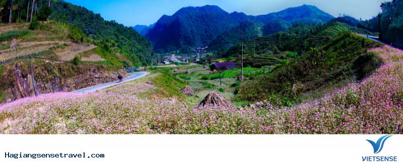 Cảnh đẹp Tam Giác Mạch - Hà Giang 2018 - Ảnh 4 Cảnh đẹp Tam Giác Mạch - Hà Giang 2018 - Ảnh 4