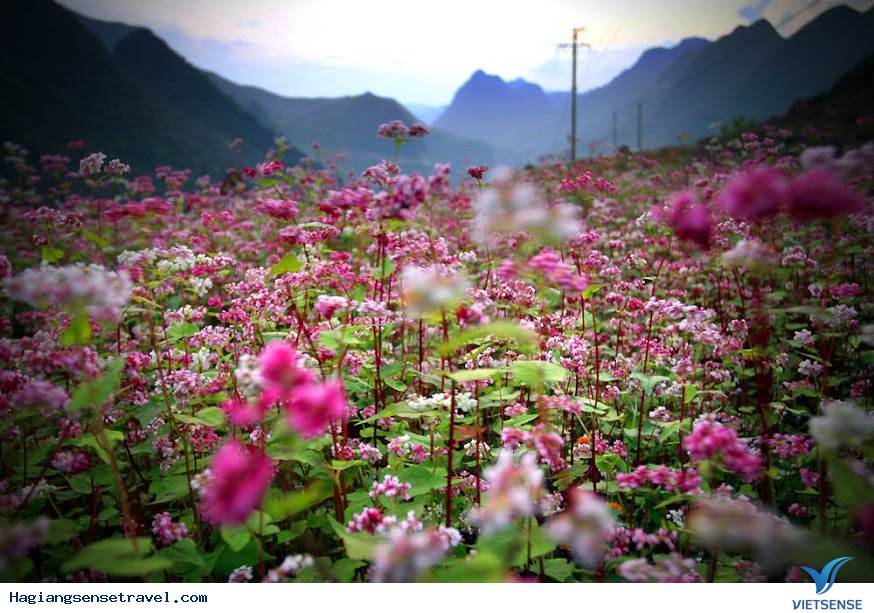 Cảnh đẹp Tam Giác Mạch - Hà Giang 2018 - Ảnh 1 Cảnh đẹp Tam Giác Mạch - Hà Giang 2018 - Ảnh 1