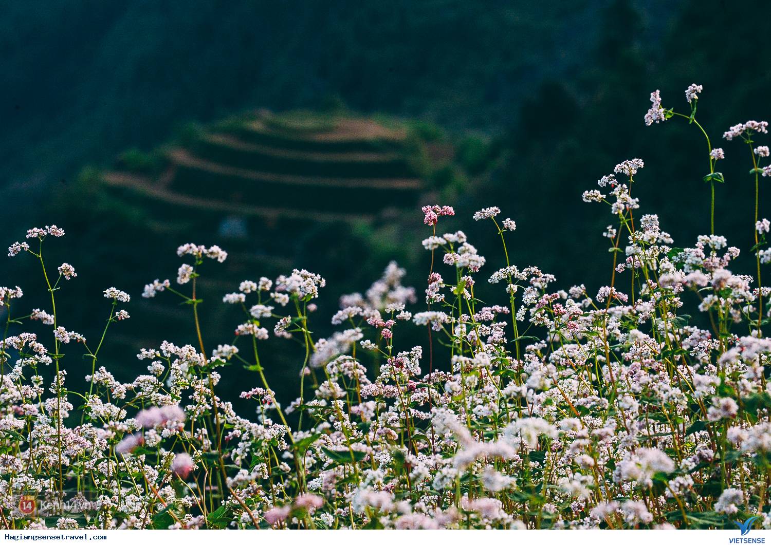 Cảnh đẹp Tam Giác Mạch - Hà Giang 2018 - Ảnh 12 Cảnh đẹp Tam Giác Mạch - Hà Giang 2018 - Ảnh 12