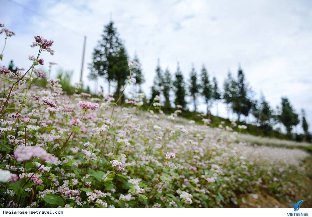 Cảnh đẹp Tam Giác Mạch - Hà Giang 2018 - Ảnh 8 Cảnh đẹp Tam Giác Mạch - Hà Giang 2018 - Ảnh 8