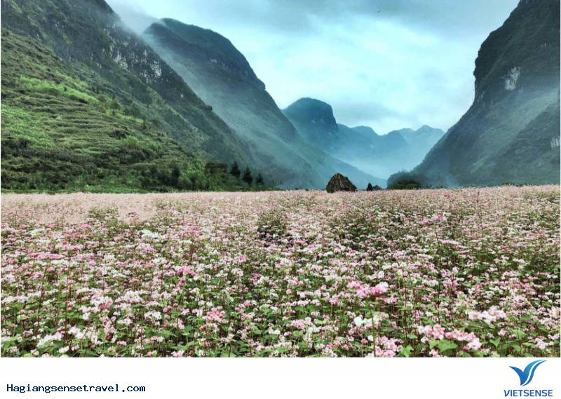 Cảnh đẹp Tam Giác Mạch - Hà Giang 2018 - Ảnh 5 Cảnh đẹp Tam Giác Mạch - Hà Giang 2018 - Ảnh 5