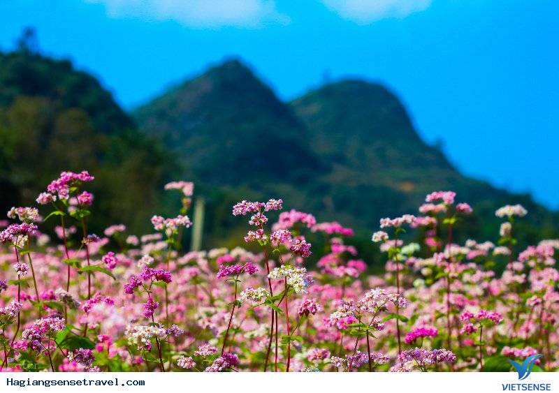 Cảnh đẹp Tam Giác Mạch - Hà Giang 2018 - Ảnh 11 Cảnh đẹp Tam Giác Mạch - Hà Giang 2018 - Ảnh 11