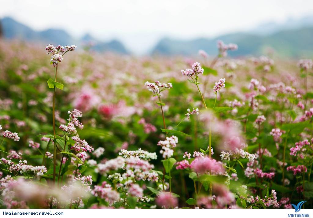 Cảnh đẹp Tam Giác Mạch - Hà Giang 2018 - Ảnh 7 Cảnh đẹp Tam Giác Mạch - Hà Giang 2018 - Ảnh 7