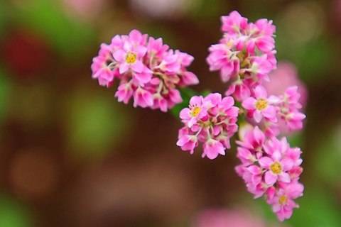 Cao Nguyên Mùa Hoa Tam Giác Mạch - Ảnh 10