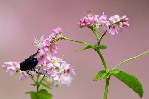 Cao Nguyên Mùa Hoa Tam Giác Mạch - Ảnh 9